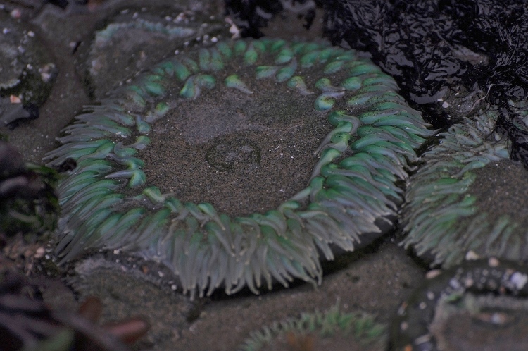 sea anemone
